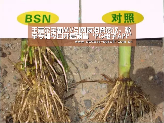 pg电子模拟器官网
